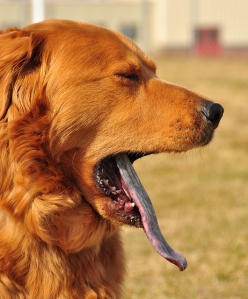 Long tongue dog