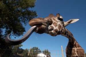 long tongue giraffe